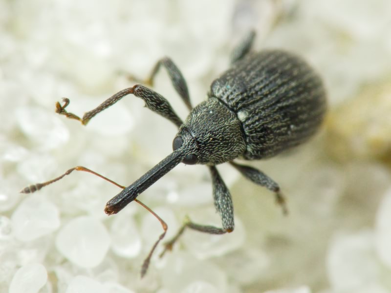 Anthonomus (Anthonomus) rubi (Herbst, 1795)